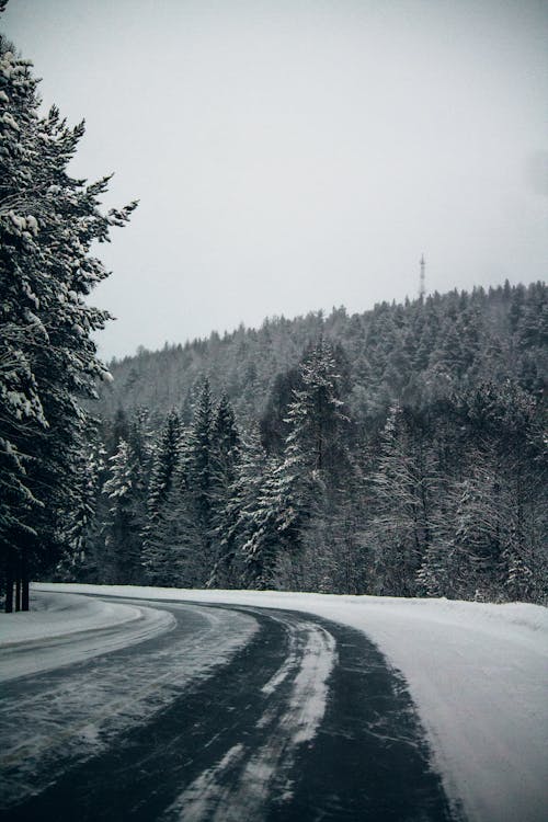 คลังภาพถ่ายฟรี ของ ต้นไม้, ถนน, มีหิมะปกคลุม
