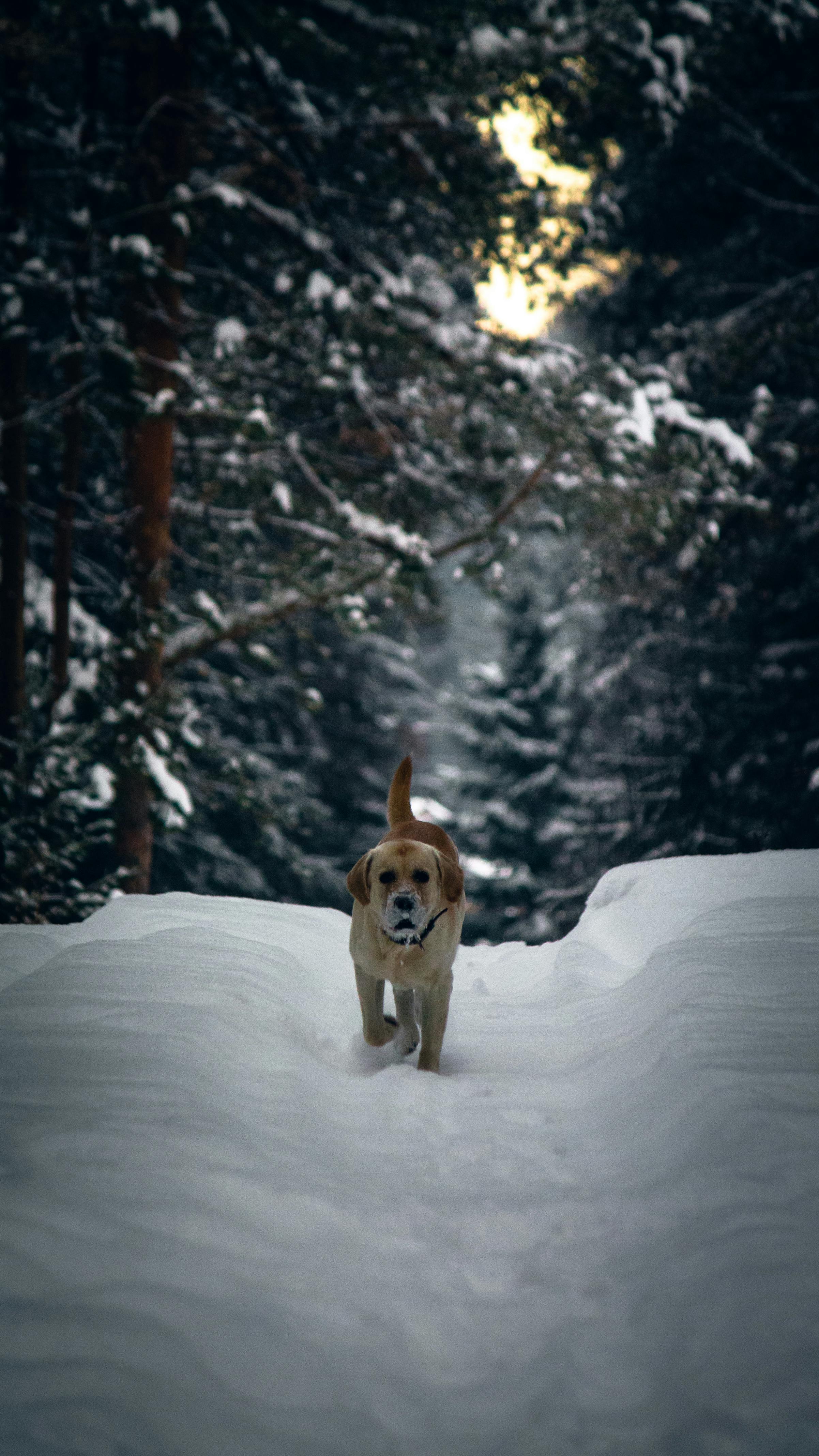 A Golden Retriever walking along a snowy path in a serene winter forest.