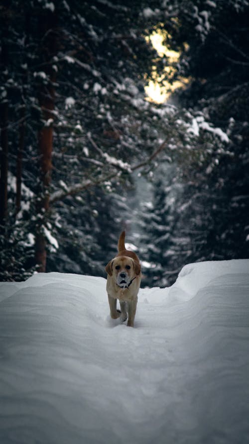 Dog in Snow