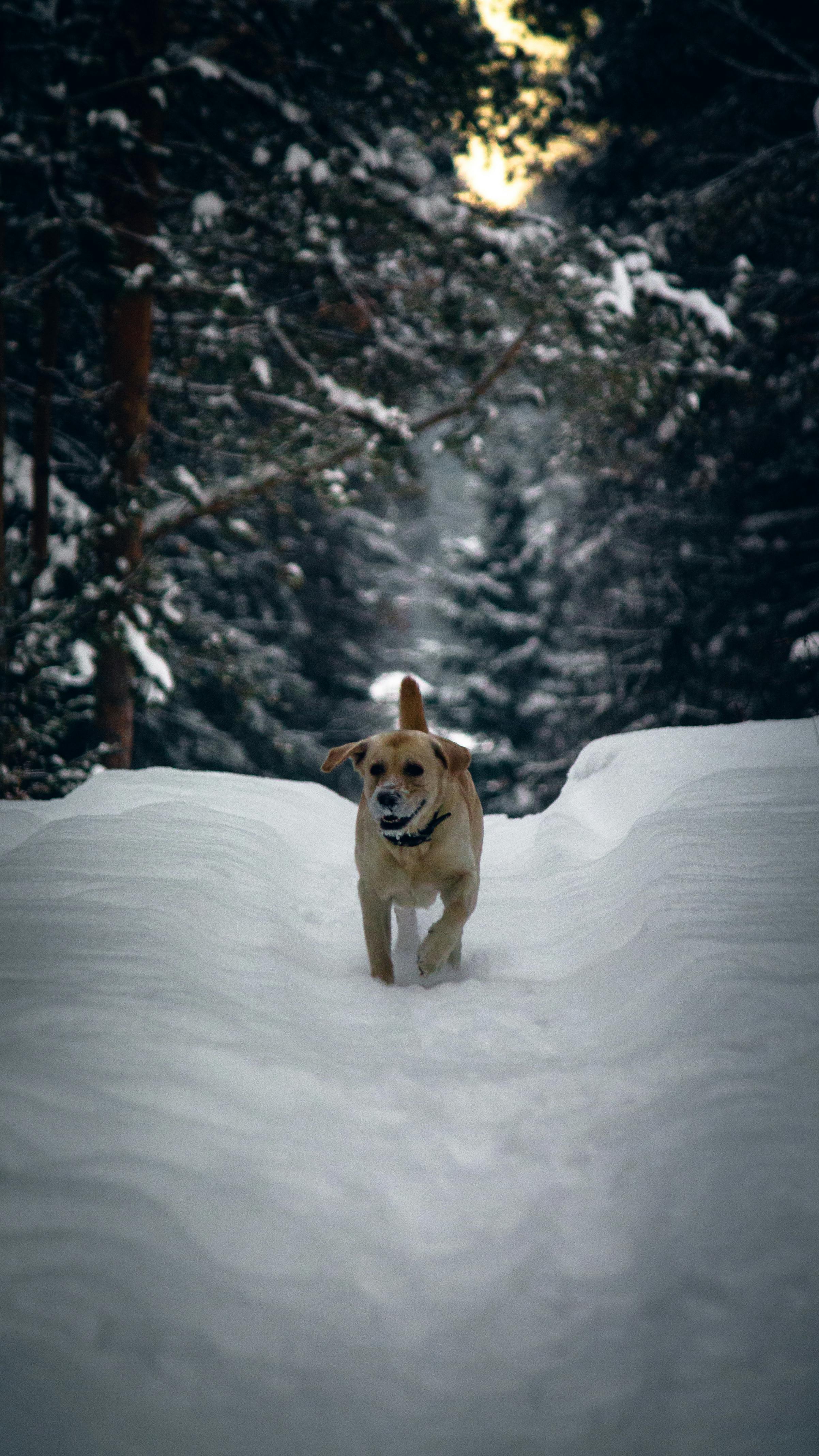 A joyful golden retriever running through a snowy forest during winter.