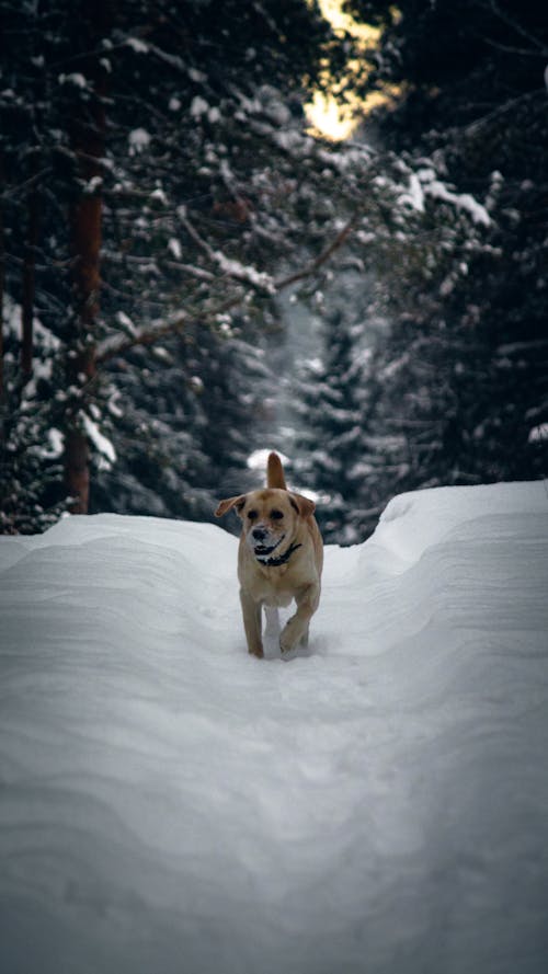 Foto profissional grátis de animais de estimação, animal, árvores