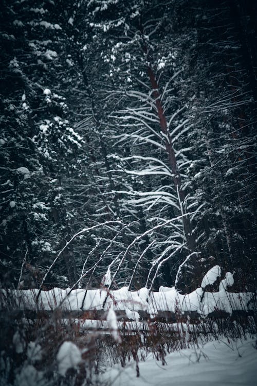 Immagine gratuita di alberi, coperto di neve, esterno