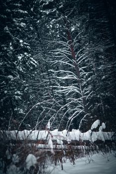 Peaceful winter landscape with snow-covered trees in a dense forest.
