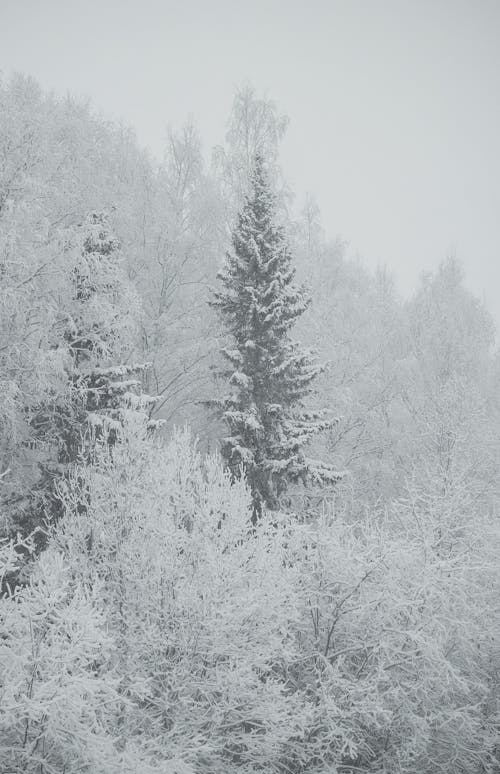 Kostenloses Stock Foto zu bäume, kälte - temperatur, landschaft