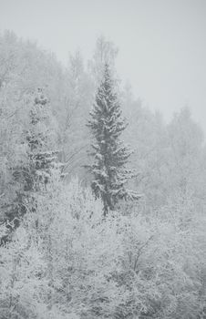 Serene snowy landscape featuring frost-covered trees in a winter forest setting.
