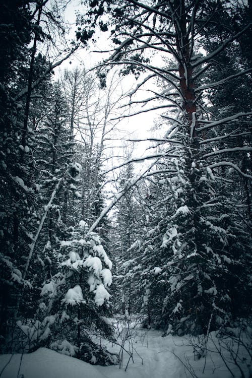 Immagine gratuita di alberi, coperto di neve, esterno