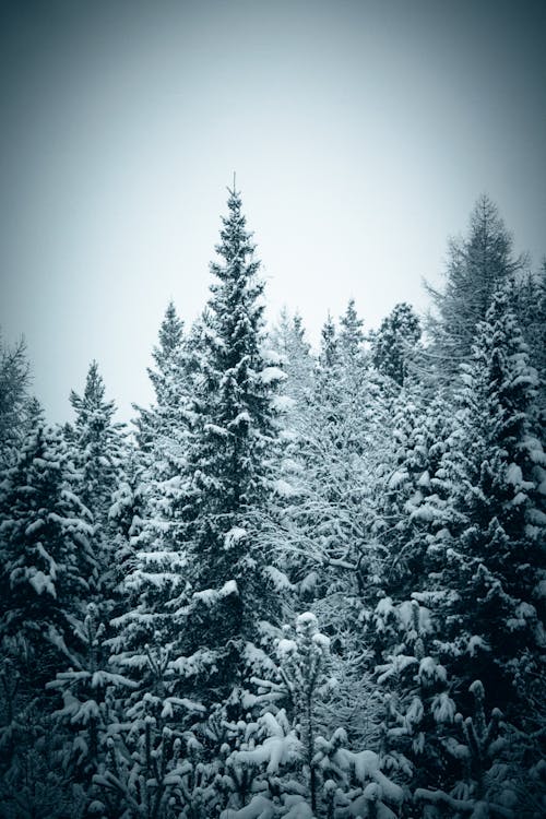Bezpłatne Darmowe zdjęcie z galerii z las, pionowy strzał, pokryte śniegiem Zdjęcie z galerii