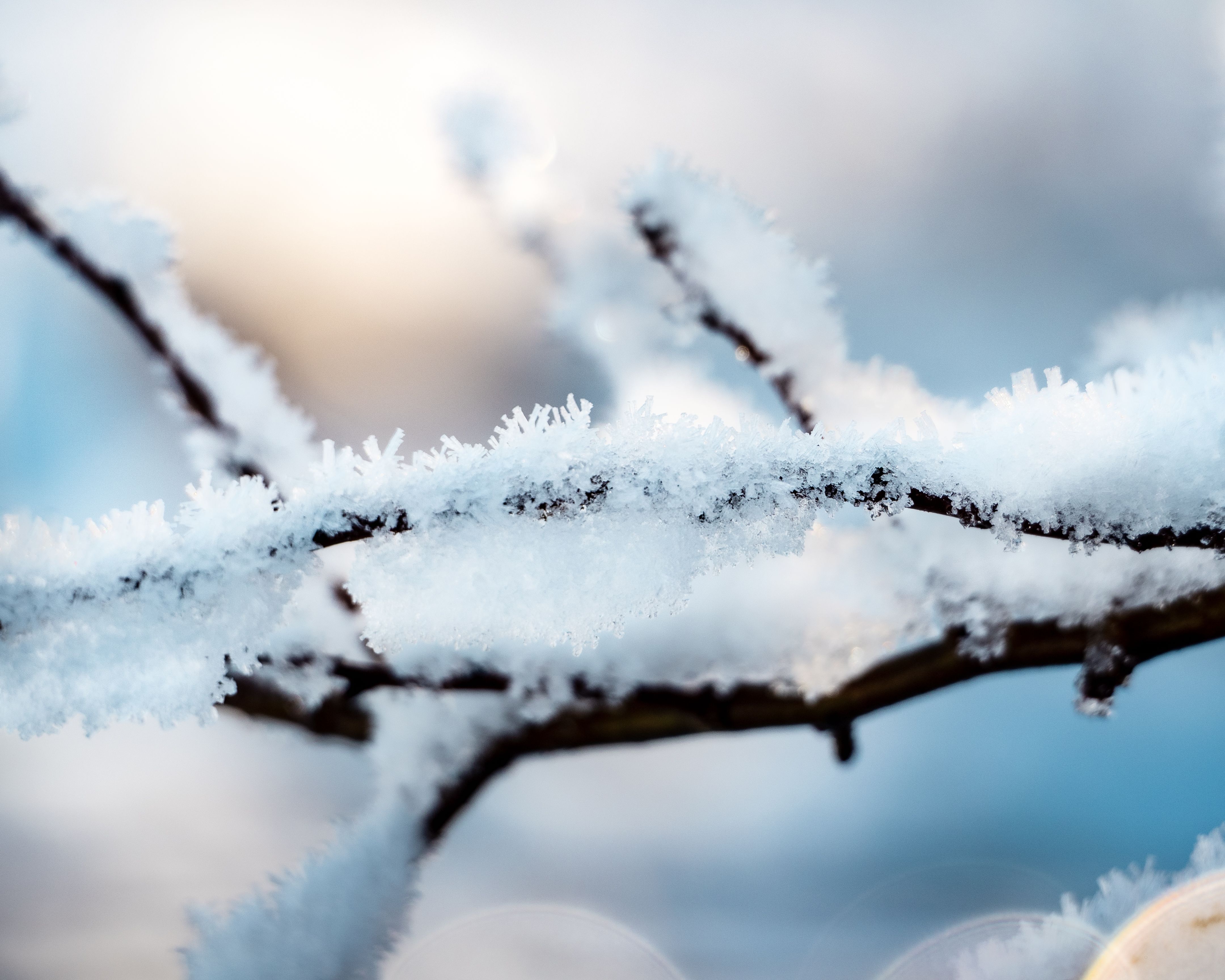 Detailed view of snow crystals on a winter branch, showcasing the serene beauty of the cold season.