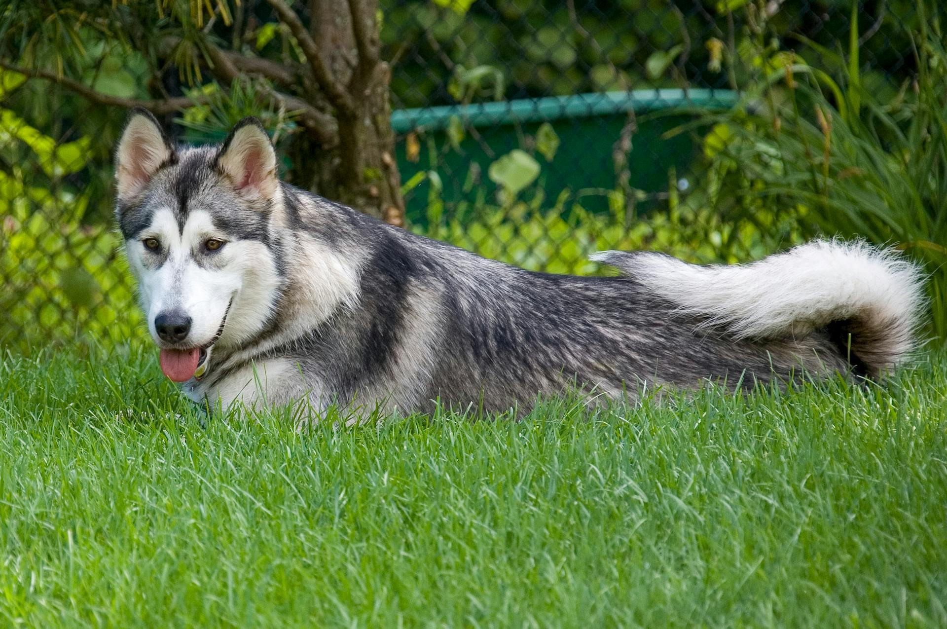 Un Malamute d'Alaska étendu dans l'herbe