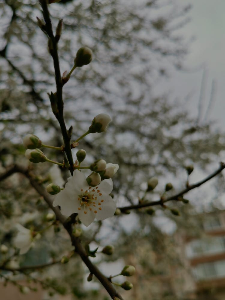 Close Up Of Flower And Branches