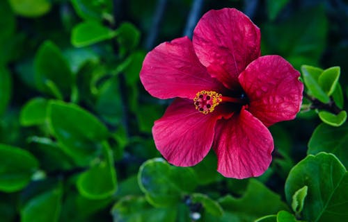 Pink Hibiscus Flower in Close Up Photography