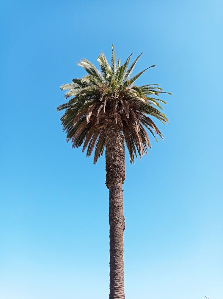 Lone Palm Tree 