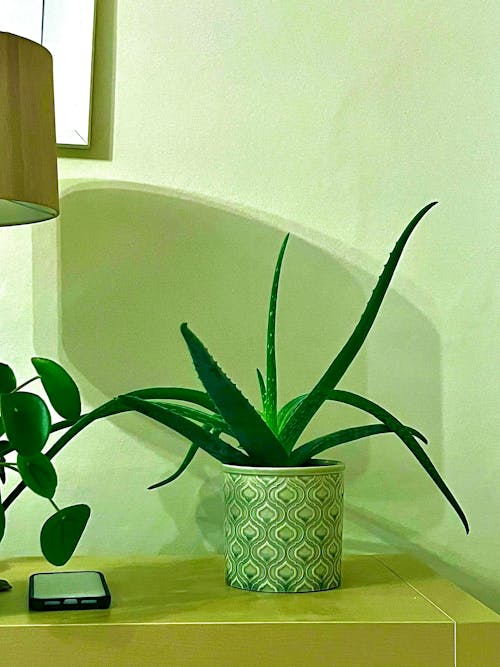 Základová fotografie zdarma na téma Aloe vera, detail, keramický hrnec