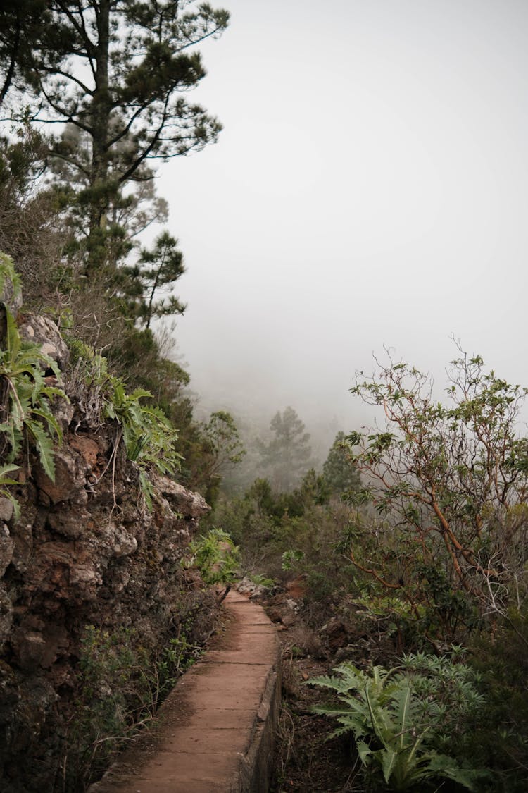 Trail In Tropical Mountains