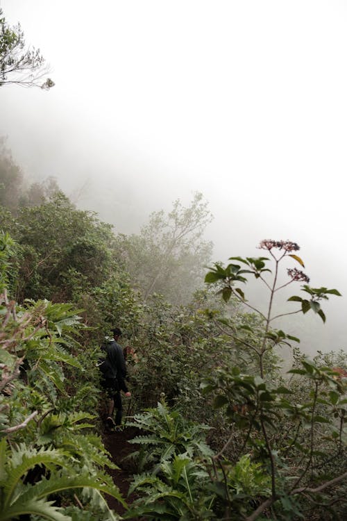 People Walking in the Foggy Forest 