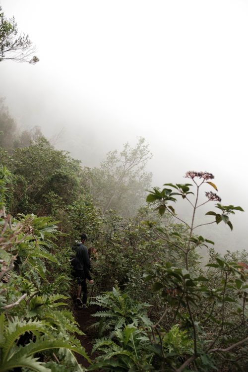 Free Person walking through a fog-covered forest, surrounded by dense greenery. Stock Photo