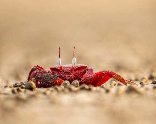 Macro Shot of Red Insect