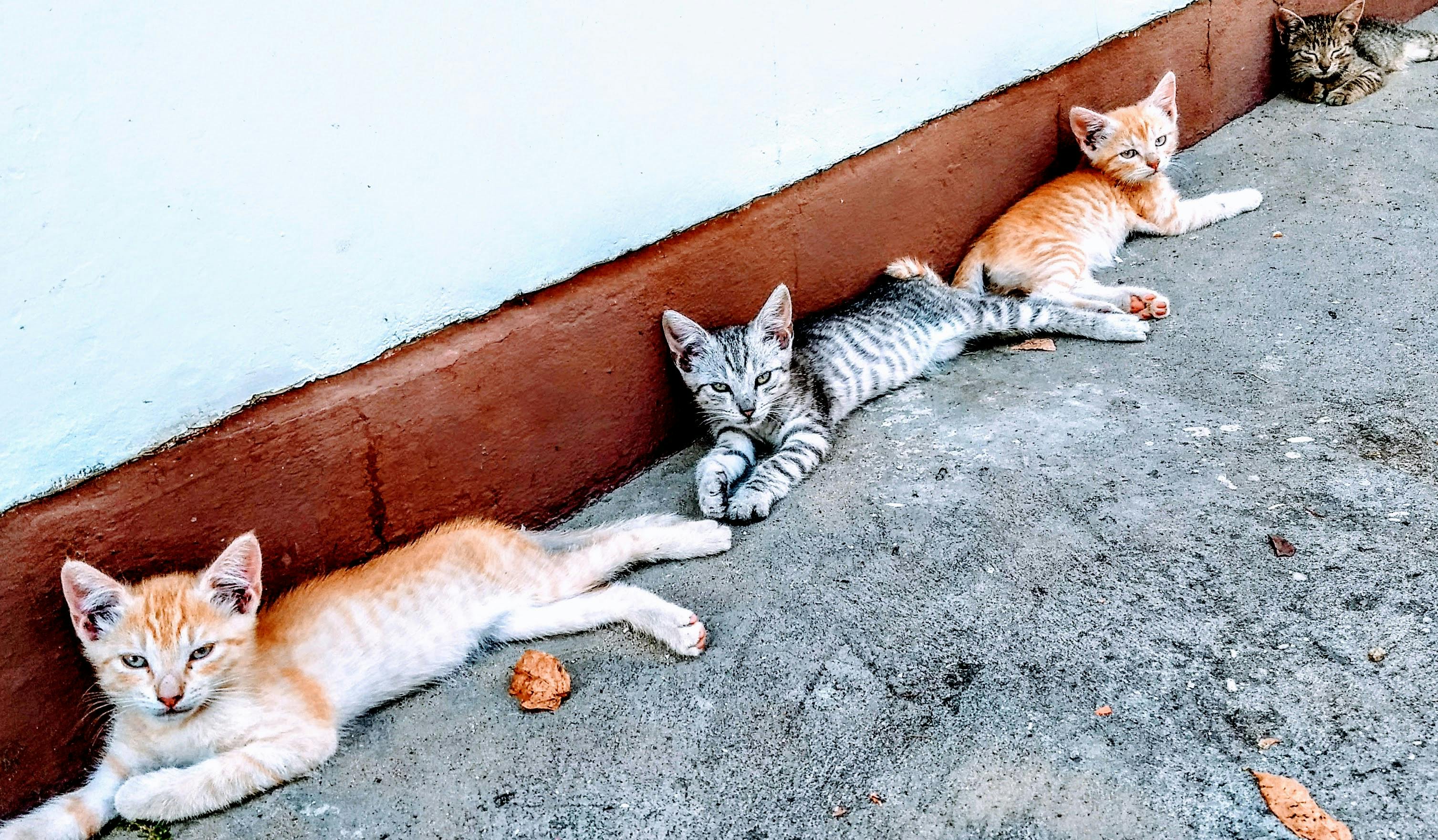 Free Stock Photo Of Animals Cat Cats