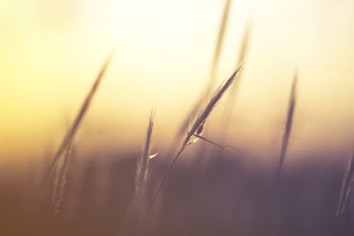 Imagine de stoc gratuită din fotografie de aproape, grâu, iarbă