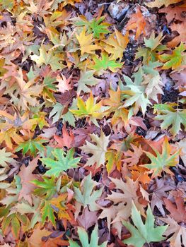 Colorful fallen autumn leaves create a vibrant tapestry in a forest setting.. colorful, fallen, autumn