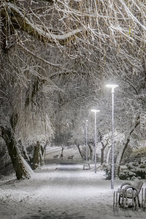 Kostnadsfri bild av bara träd, bladlösa, gatubelysning