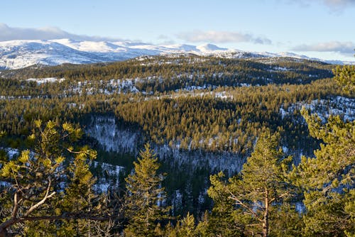 An Aerial Photography of Green Trees Near the Snow Covered Mountain