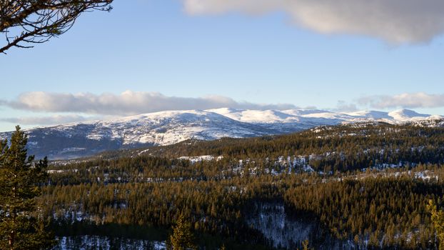 Green Trees on Snow Covered Mountain