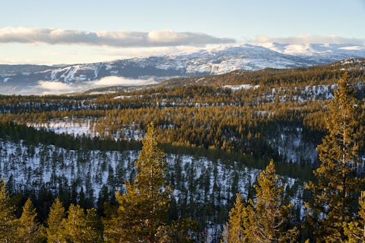 Serene aerial view of snowy pine forests and mountains in Viken, Norway.