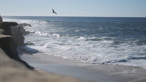 Seagull Flying above a Sea