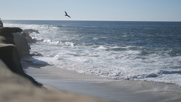 Seagull Flying Above A Sea