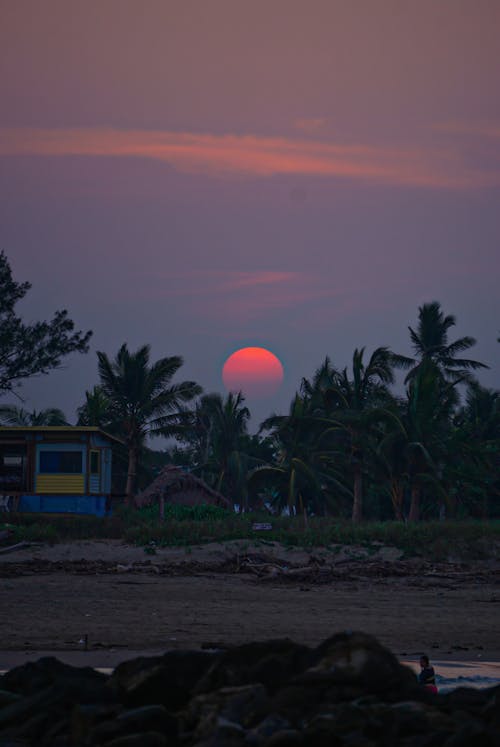 Gratis Immagine gratuita di alba, alberi di cocco, cielo drammatico Foto a disposizione