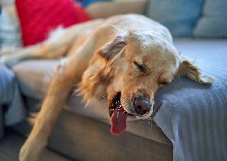 A Sleeping Golden Retriever