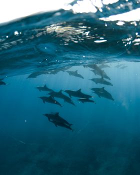 A pod of dolphins gracefully swim underwater in the clear Hawaiian ocean, capturing the beauty of marine life.