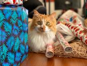 Orange Tabby Cat on Blue and White Floral Textile