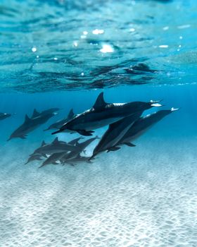 A serene scene of dolphins swimming underwater, captured off the coast of Hawaii, showcasing nature's beauty.