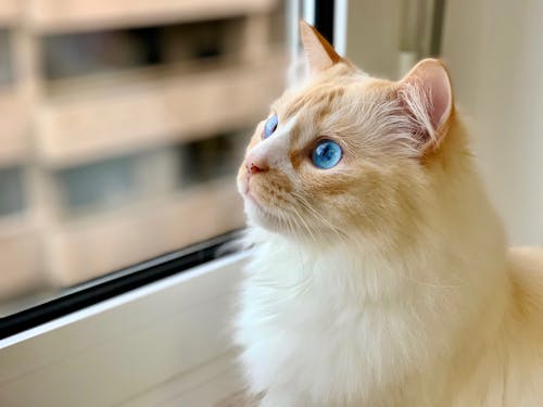 White and Brown Long Fur Cat with Blue Eyes