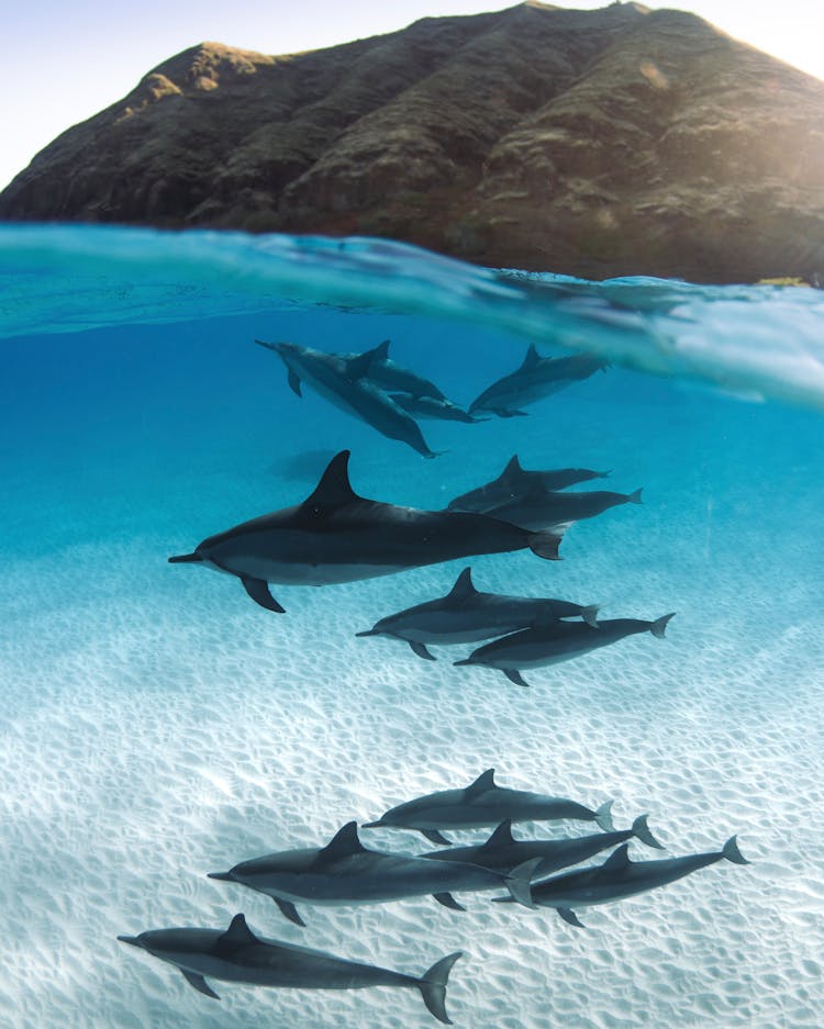 Dolphins In Ocean