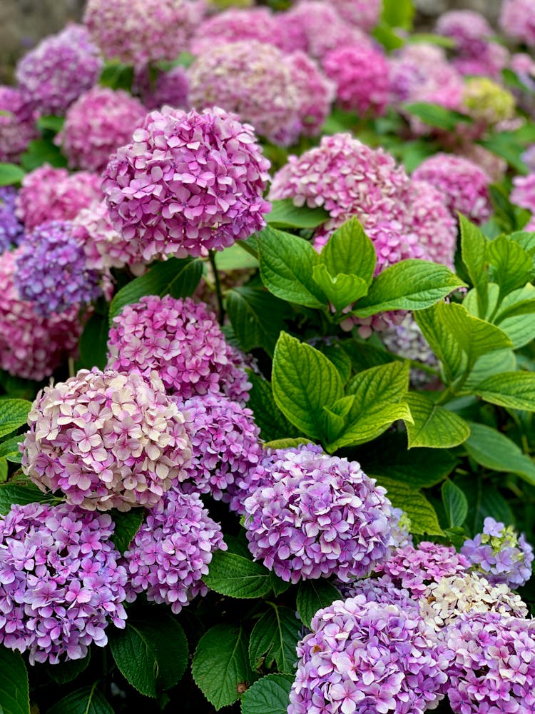 Pink French Hydrangea Flowers With Green Leaves