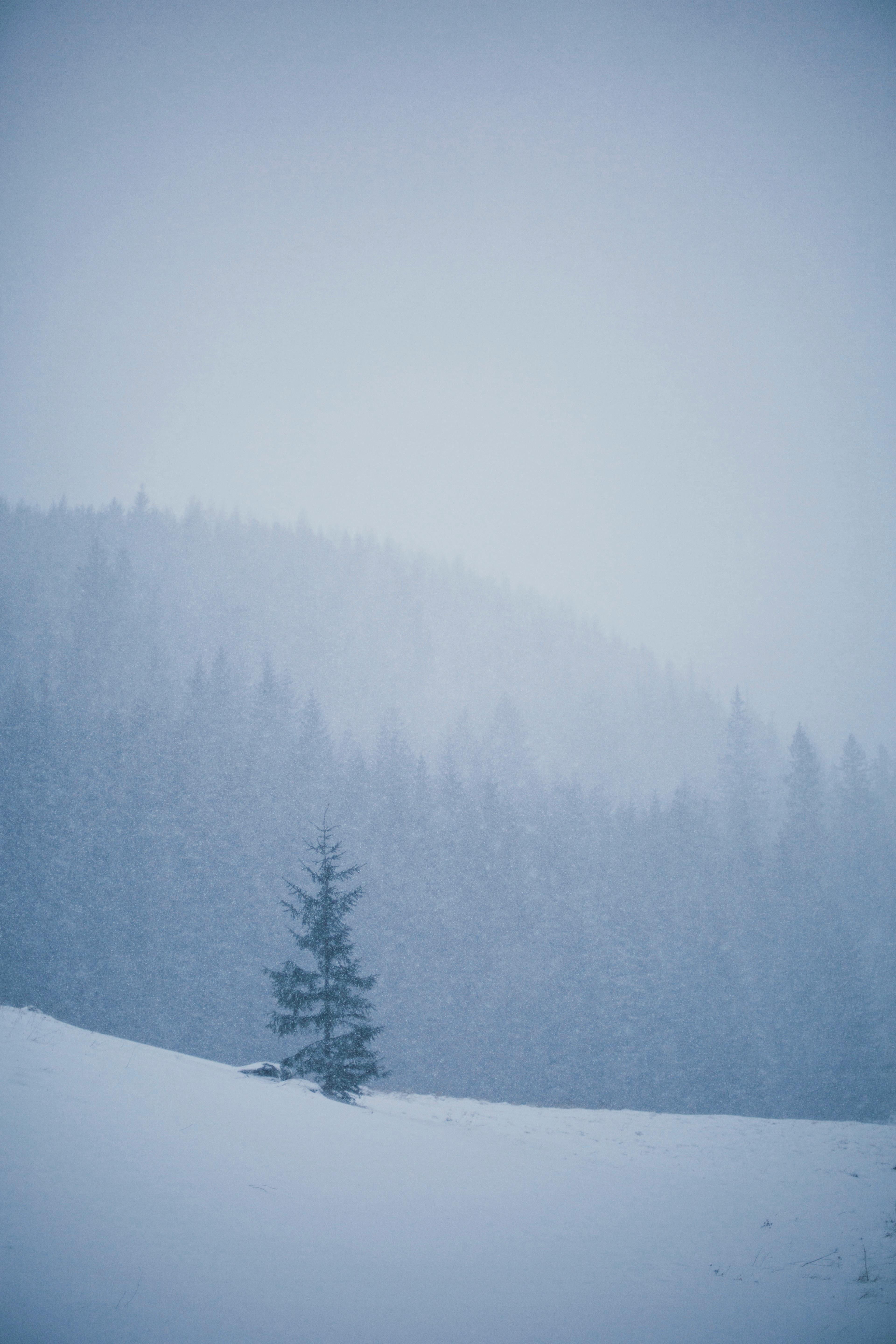 A serene winter scene of snow-covered mountains and fog in Vysoké Tatry, Slovakia.