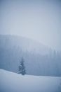Green Trees on Snow Covered Ground