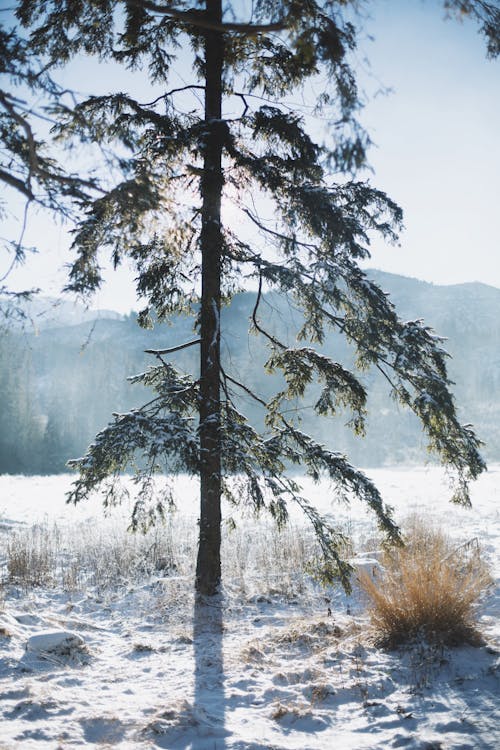 Kostenloses Stock Foto zu baum, berge, kalt