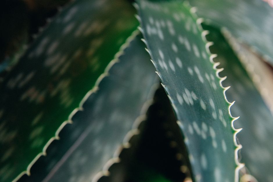 Close-up of a thick aloe vera leaf showing its clear inner gel