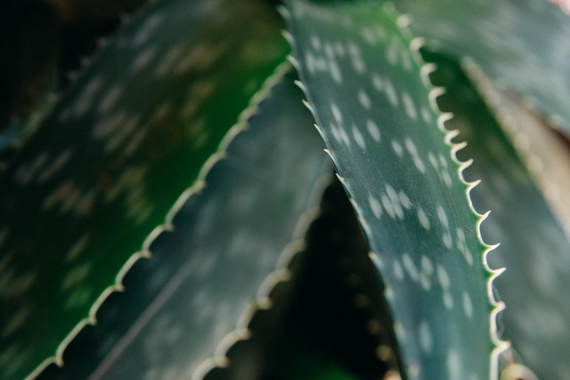 Close-Up Shot of Aloe Vera Plant