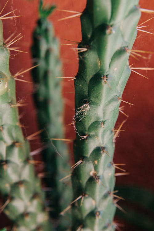 Gratis lagerfoto af kaktus planter, lodret skud, plantefotografering