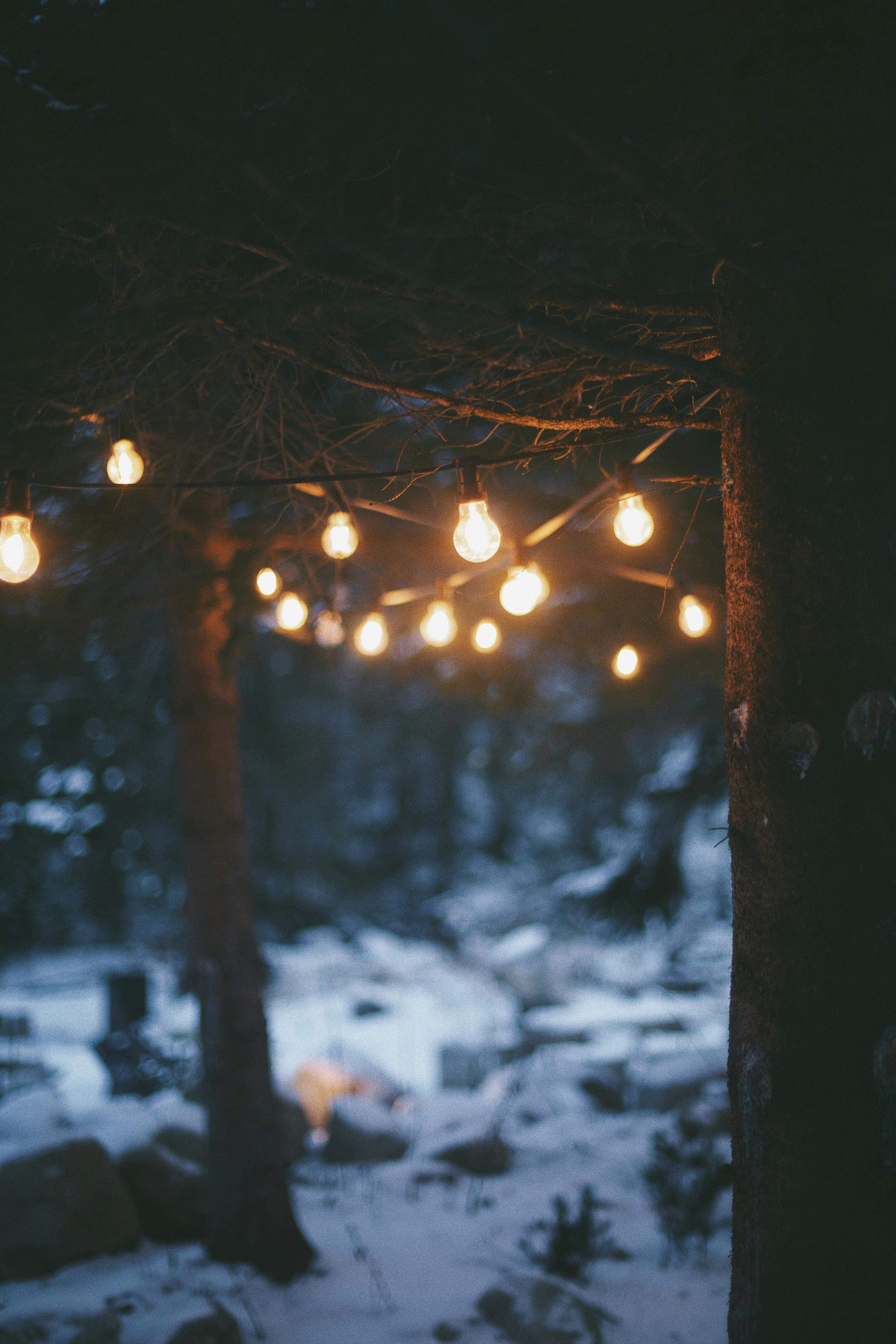 Enchanting winter forest setting with warm string lights creating a cozy ambiance.