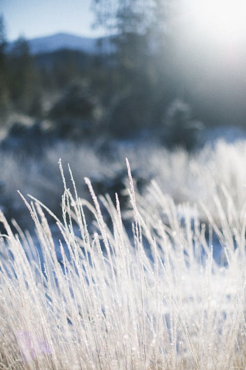 Frozen Grass in Close-Up Photography · Free Stock Photo