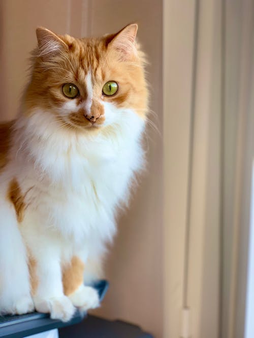 Orange and White Long Fur Cat