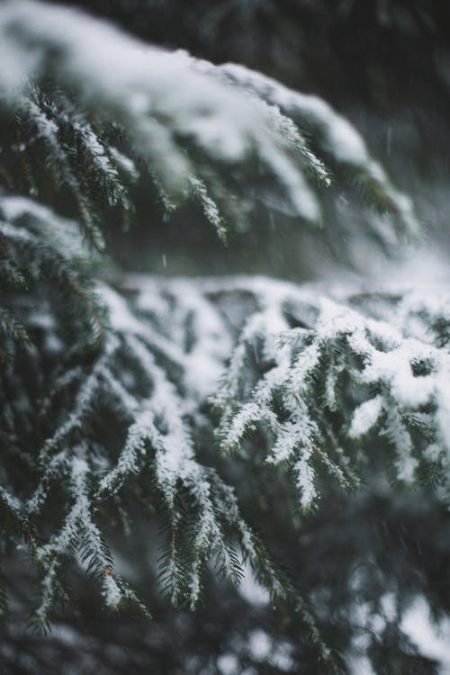 Darmowe zdjęcie z galerii z drzewo, mroźny, opady śniegu