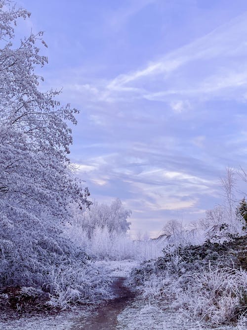 Coniferous Trees in a Mountain Valley in Winter