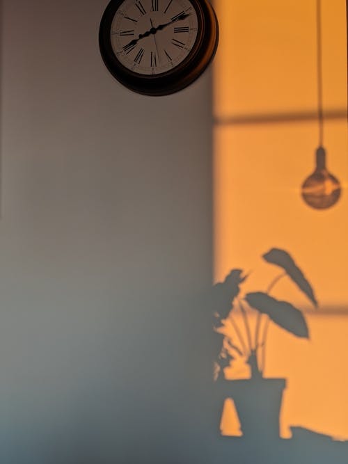 Free Shadow of Potted Plant on Wall with Clock Stock Photo